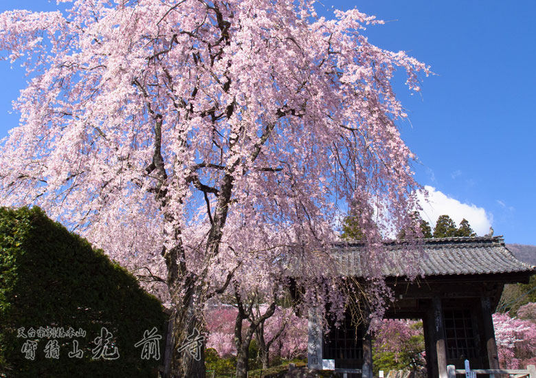 光前寺のしだれ桜と光苔