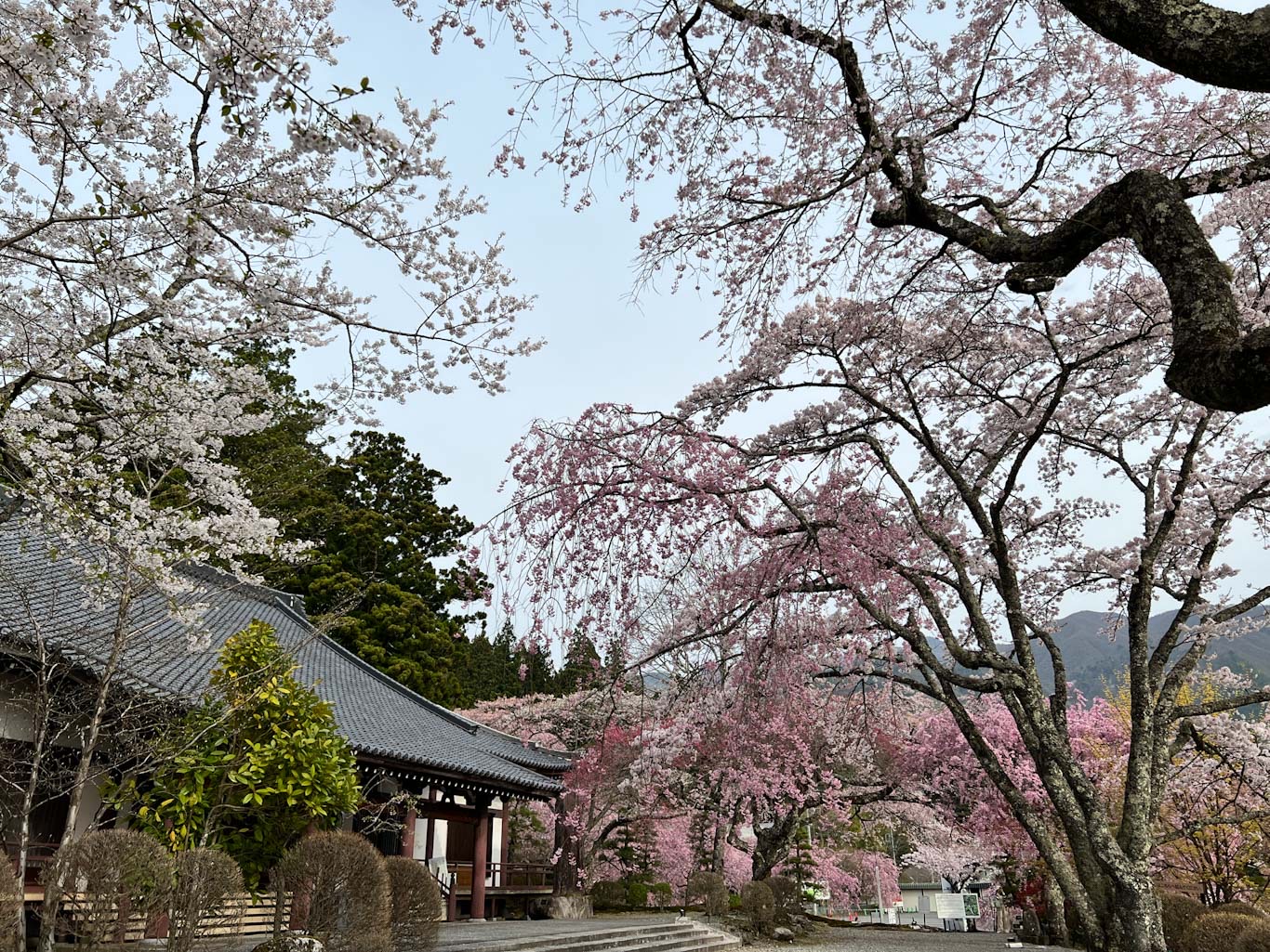 桜画像