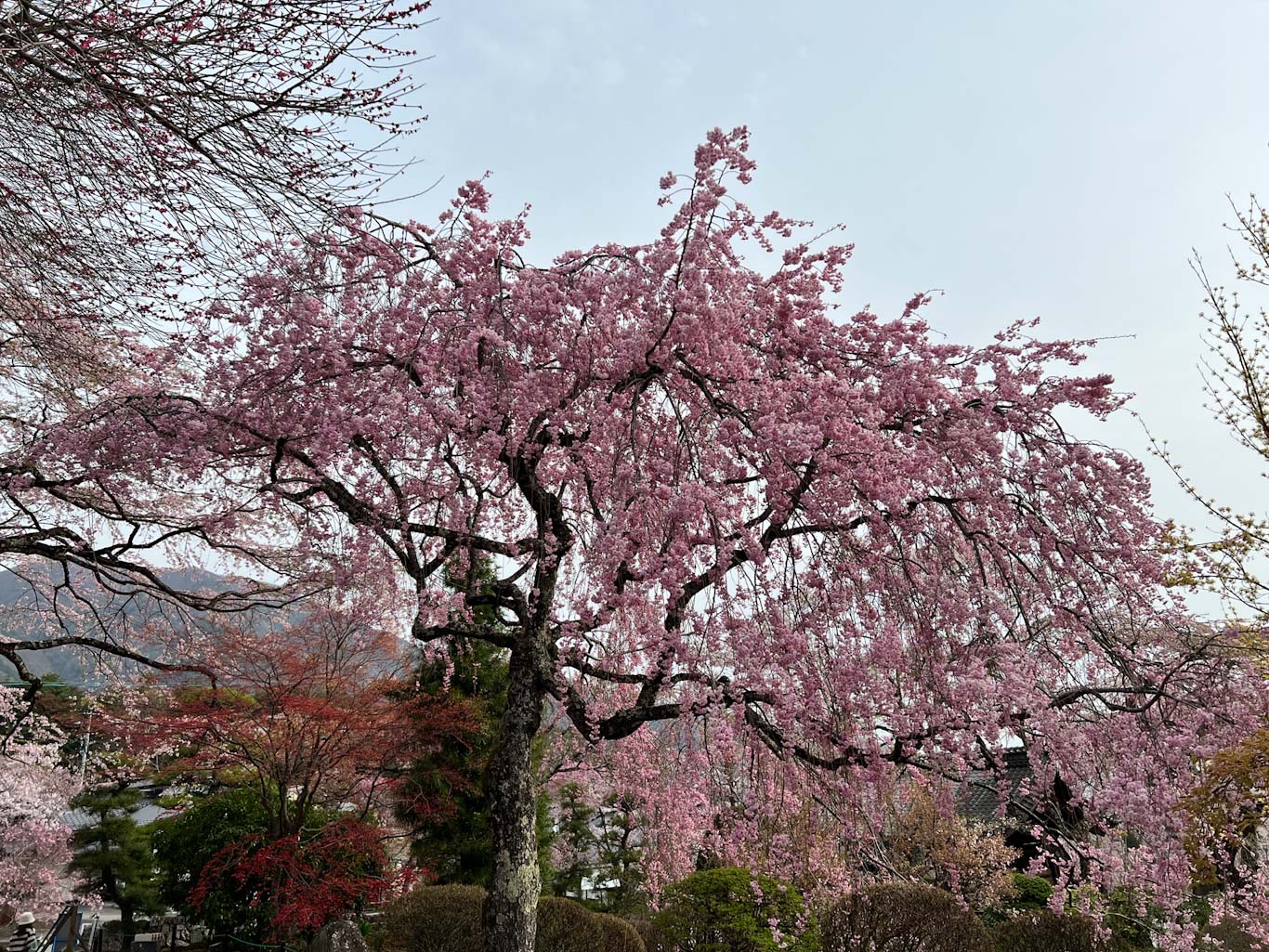 桜画像