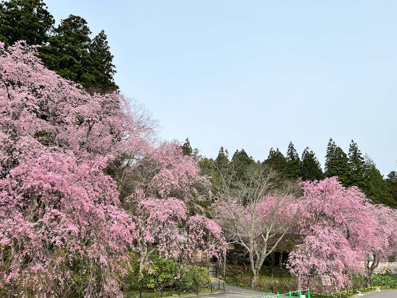 桜画像